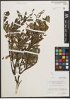 Foto von Salix waldsteiniana Willd.